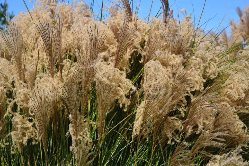 grass, weeds, outdoor-1772171.jpg