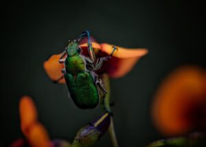jewel beetle, insect, bug-5581683.jpg